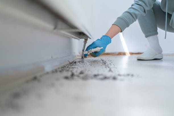 Professional Pest Control in Bridgeport, WA